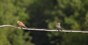 Valle Scrivia - Liguria