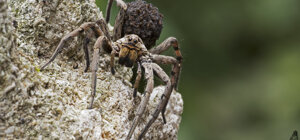 Hogna radiata