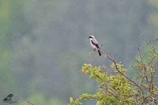 44c5873f-09f7-4def-993b-9a10895043d2