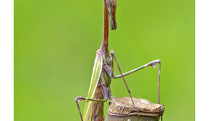 Cassano Spinola (AL)
