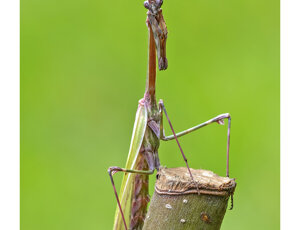 Ambiente scrivia 2024