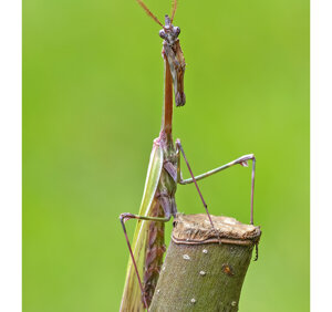 Ambiente scrivia 2024