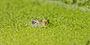 Ambiente Scrivia 2020