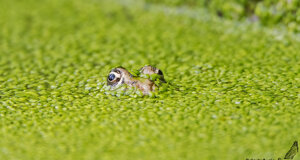 Ambiente Scrivia 2020