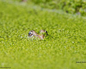 Ambiente Scrivia 2020