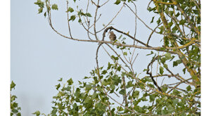 Ambiente scrivia 2024