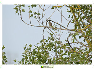 Ambiente scrivia 2024