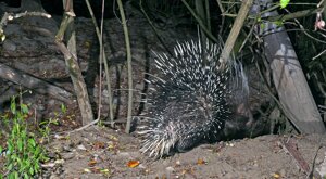 Ambiente Scrivia 2022