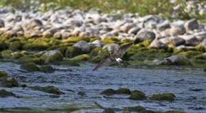 Ambiente Scrivia 2019