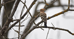 Ambiente Scrivia 2022