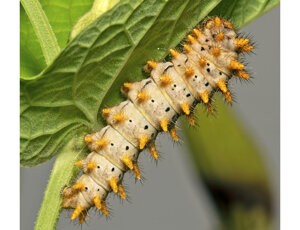 Ambiente scrivia 2024