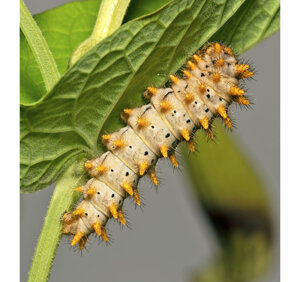 Ambiente scrivia 2024