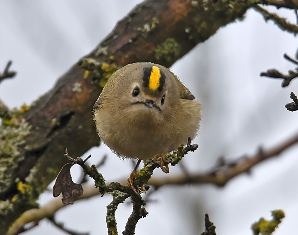 regolo-per apertura pag..jpeg