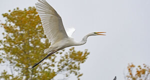 Airone bianco maggiore - Casmerodius albus