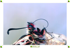 012-spirotromba 2.jpeg 012-spirotromba 2.jpeg