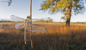 Ambiente Scrivia 2020