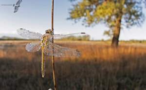 Ambiente Scrivia 2020