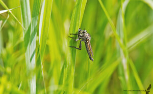 Ambiente Scrivia 2021