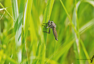 Ambiente Scrivia 2021