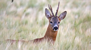 Ambiente Scrivia 2021