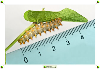 e9a28e55-e619-46af-aa23-e8781f406752