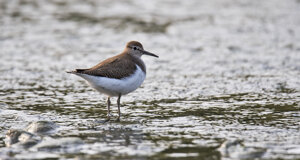 Ambiente scrivia 2017