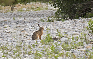 Ambiente Scrivia 2020