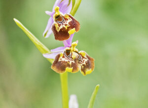 Ambiente Scrivia 2021