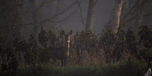 Ambiente Scrivia 2020