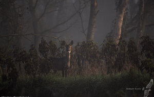 Ambiente Scrivia 2020