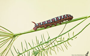 Ambiente Scrivia 2021