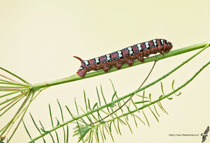 Ambiente Scrivia 2021