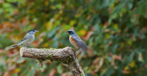 Capanno fotografico - Piemonte
