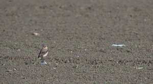 Ambiente Scrivia 2019