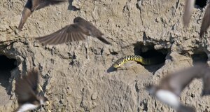 Biacco - Hierophis viridiflavus