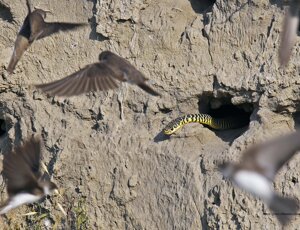 Ambiente Scrivia 2021