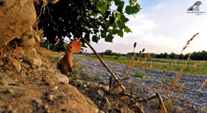 Ambiente scrivia 2019