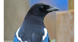 5d0c7c17-d662-4007-9038-4e6c6d219ce6