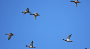 Ambiente Scrivia 2019