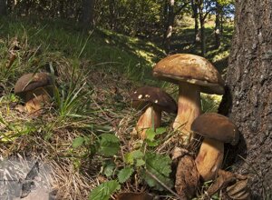 Busalla (GE) Liguria