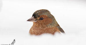 Fringuello - Fringilla coelebs