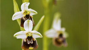Parco Antola - Liguria