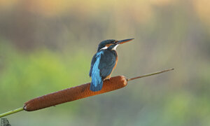 Ambiente scrivia 2017