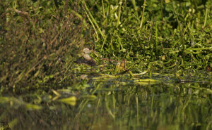 Ambiente scrivia 2017