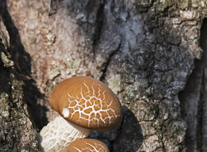 Ambiente scrivia (AL) Piemonte