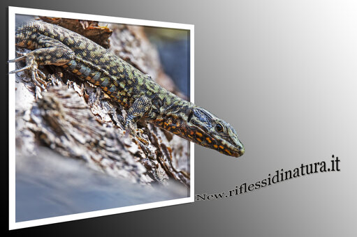 2b8bc965-5019-493c-a010-3605800fe5f4