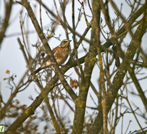 Ambiente Scrivia 2022