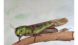 Cassano Spinola (AL)