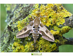 Ambiente scrivia 2025