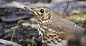 Tordo bottaccio - Turdus philomelos